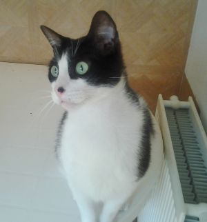 Bild von Bruce