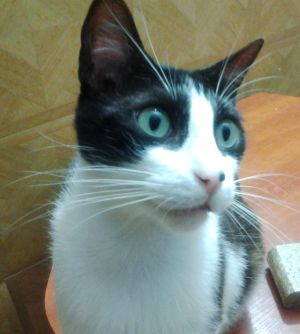 Bild von Bruce