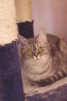 Miss Marple Bild von Miss Marple