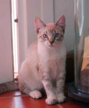 Minou Bild von Minou