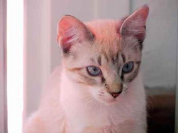 Minou Bild von Minou