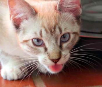 Minou Bild von Minou