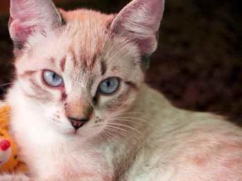 Minou Bild von Minou