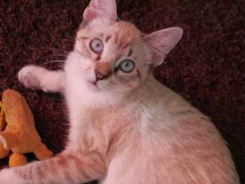 Minou Bild von Minou