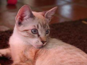 Minou Bild von Minou
