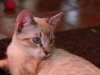Minou Bild von Minou