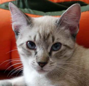 Minou Bild von Minou