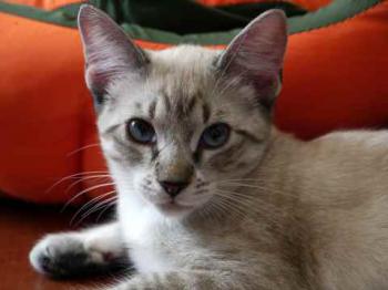 Minou Bild von Minou