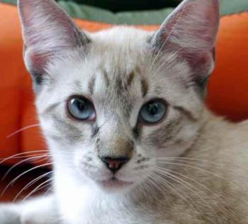 Minou Bild von Minou