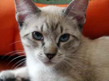 Minou Bild von Minou