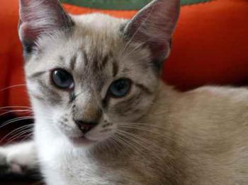 Minou Bild von Minou