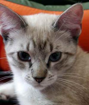 Minou Bild von Minou