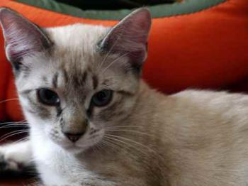 Minou Bild von Minou