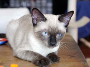 Layla Bild von Layla