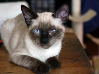 Layla Bild von Layla