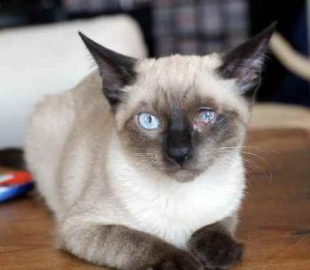 Layla Bild von Layla