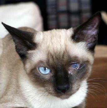 Layla Bild von Layla
