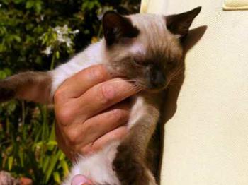 Layla Bild von Layla