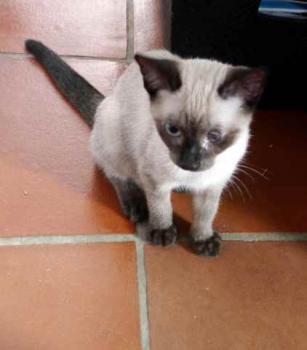 Layla Bild von Layla