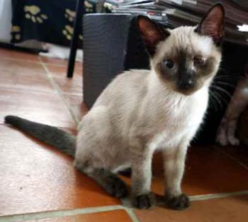 Layla Bild von Layla
