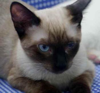 Layla Bild von Layla