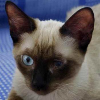 Layla Bild von Layla