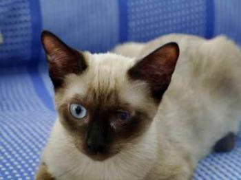 Layla Bild von Layla