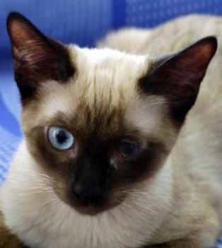 Layla Bild von Layla