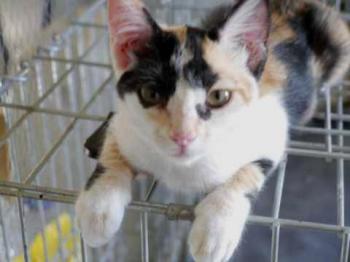 Kitty Bild von Kitty