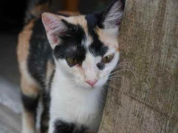 Kitty Bild von Kitty