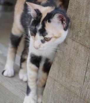Kitty Bild von Kitty