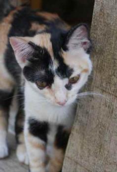 Kitty Bild von Kitty