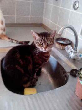 Nala Bild von Nala