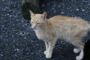 Guzman Bild von Guzman