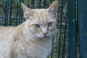 Guzman Bild von Guzman