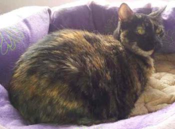 Rosalind Bild von Rosalind