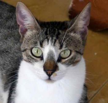 Bild von Mijou