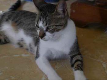 Bild von Mijou