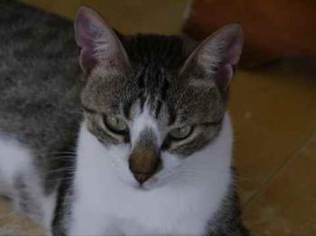 Bild von Mijou