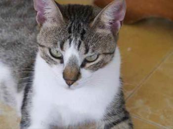 Bild von Mijou