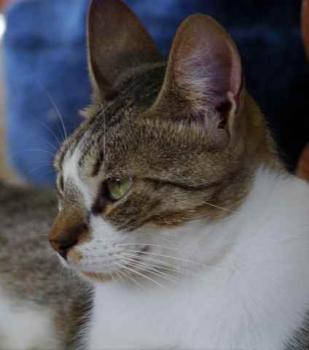Bild von Mijou