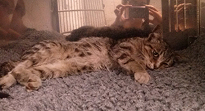 Josepo Bild von Josepo