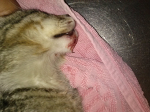 Josepo Bild von Josepo