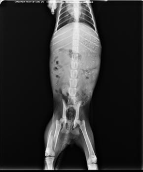 Josepo Bild von Josepo