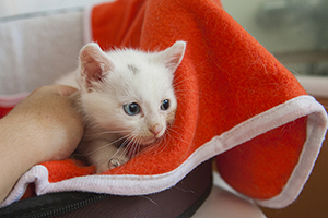 Paige Bild von Paige