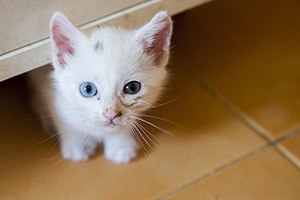 Paige Bild von Paige