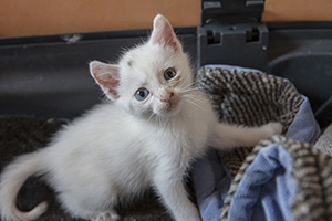 Paige Bild von Paige