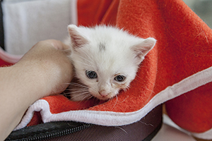 Paige Bild von Paige