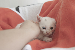 Paige Bild von Paige