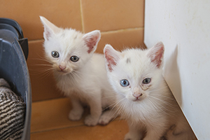 Paige Bild von Paige